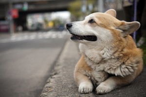 ご感想受付窓口