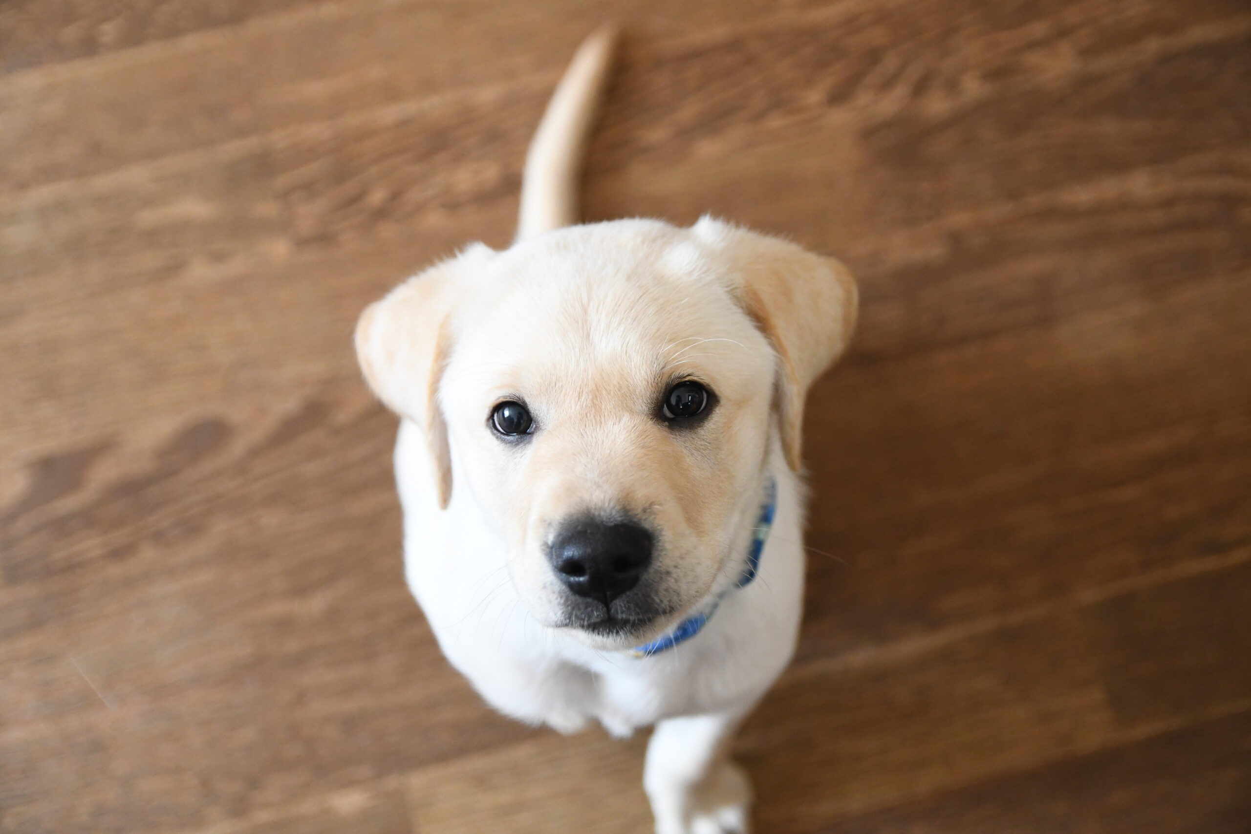 犬 生活 アロマオイル 精油 アロマテラピー ゼラニウム ラベンダー 犬のアロマテラピー | 安全な使い方ガイドとお勧め精油の紹介【AEAJ
